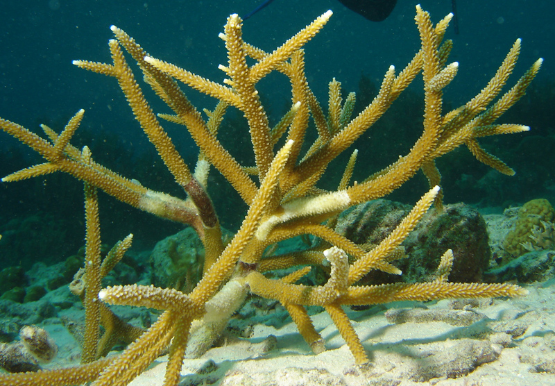 Staghorn Coral (Acropora cervicornis) - Skeletal System